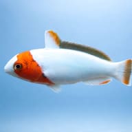 Bicolour parrotfish - Marine Aquarium Livestock (Bolbometopon bicolor) — Bicolour Parrotfish M - view 3