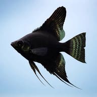 Black Angelfish in left-facing profile against a pale blue background, with tall fins and long pelvic filaments - view 3