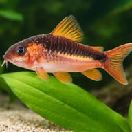 Black Band Cory (Corydoras zygatus) banding and dorsal detail beside aquarium plants — representative image - view 4