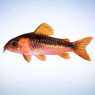 Black Band Cory (Corydoras zygatus) side view showing dark body band — representative image - view 3