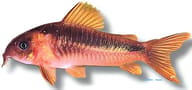 Black Band Cory (Corydoras zygatus) verified - view 5