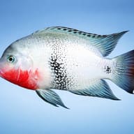 Black Belt Cichlid (Vieja maculicauda) - side profile — representative image - view 3