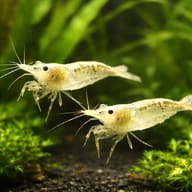 Two Neocaridina denticulata among bright green aquarium plants over dark gravel - view 2