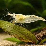 Neocaridina denticulata resting on a broad green leaf beside aquarium wood and pale substrate - view 4