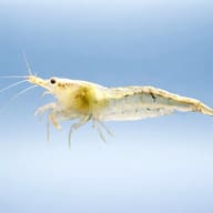 Side view of a translucent speckled Neocaridina denticulata against pale blue with long antennae - view 3