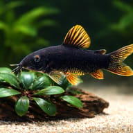 Black Corydoras — close view showing fin and scale detail — representative image - view 4