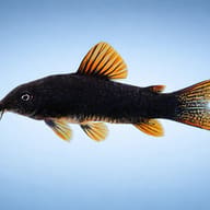 Black Corydoras — side profile on a plain background — representative image - view 3