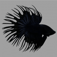 Black Crowntail Male Betta (Betta splendens) - view 5
