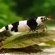 Caridina cantonensis serrata — Black Crystal — Shrimp UK — close view showing fin and scale detail — representative image - view 4