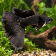 Male Black Moscow guppy, jet black with a large flowing black tail, in a planted aquarium - view 1