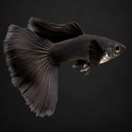 Male Black Moscow guppy on a dark background, showing the solid black body, dorsal fin and tail - view 2