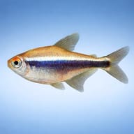 Black Neon Tetra side profile on a plain background — representative image - view 3