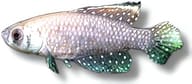 Black Pearlfish / Blackfin Pearlfish, Argolebias nigripinnis - view 5