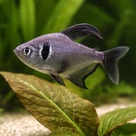 Black Phantom — South American Tetra — close view showing fin and scale detail — representative image - view 4