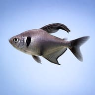 Black Phantom — South American Tetra — side profile on a plain background — representative image - view 3