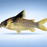 Black Sail Cory (Corydoras melanistius) side view showing spotted Corydoras body pattern — representative image - view 3