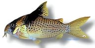 Black Sail Cory (Corydoras melanistius) verified - view 5