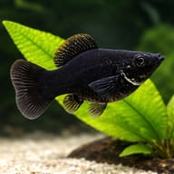 Black Balloon Molly (Poecilia latipinna) beside a broad-leaved plant, representative illustration — representative image - view 4