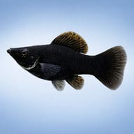 Black Balloon Molly (Poecilia latipinna) side profile, representative illustration — representative image - view 3