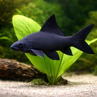 Illustrative Black Sharkminnow (Labeo chrysophekadion) beside an aquarium plant - view 4