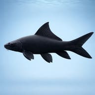 Black Sharkminnow (Labeo chrysophekadion) — Illustrative side view of a juvenile Black Labeo with an all-dark body and fins - view 3