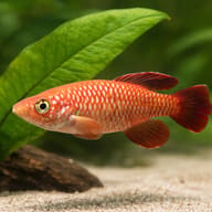 Black Spotted Nothobranch (Nothobranchius melanospilus) size reference beside aquarium plants — representative image - view 4