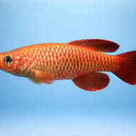 Black Spotted Nothobranch (Nothobranchius melanospilus) side profile with red caudal fin and dark dorsal fin - view 3