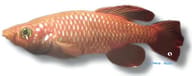 Black Spotted Nothobranch, Nothobranchius melanospilus - view 5