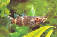 Black Upside-Down Catfish (Synodontis nigriventris) showing mottled body and barbels - view 5