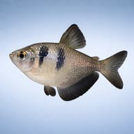 Black Widow Tetra (Gymnocorymbus ternetzi) profile visual - view 3