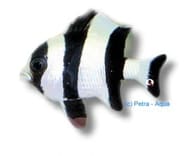 Blacktail humbug damselfish Dascyllus melanurus M size with bold black tail markings in a marine aquarium - view 5