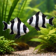 Blacktail humbug - Marine Aquarium Livestock (Dascyllus melanurus) — Blacktail Humbug Damselfish M - view 2