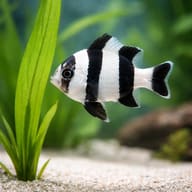 Blacktail humbug - Marine Aquarium Livestock (Dascyllus melanurus) — Blacktail Humbug Damselfish M - view 4