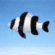 Blacktail humbug - Marine Aquarium Livestock (Dascyllus melanurus) — Blacktail Humbug Damselfish M - view 3