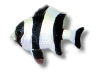 Blacktail humbug damselfish Dascyllus melanurus M size with bold black tail markings in a marine aquarium - view 5