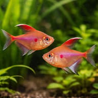 Bleeding heart Tetra pair in a planted aquarium — representative image - view 2