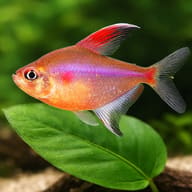 Bleeding heart Tetra close view showing fin and scale detail — representative image - view 4