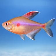 Bleeding heart Tetra side profile on a plain background — representative image - view 3