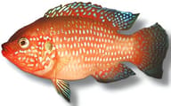 Blood-Red Jewel Cichlid exact, 4-5 cm juvenile - view 5