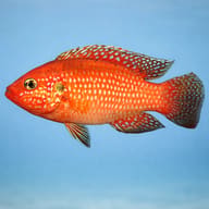 Side view of Blood-Red Jewel Cichlid with red body and blue spangling — representative image - view 3
