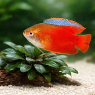 Blood Red Dwarf Gourami — Blood Red — Labyrinth Fish & Gouramis UK — close view showing fin and scale detail - view 4