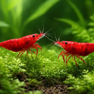 Bloody Mary Cherry Shrimp — Bloody Mary — pair in a planted aquarium — representative image - view 2