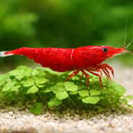 Bloody Mary Cherry Shrimp — Bloody Mary — close view showing fin and scale detail — representative image - view 4