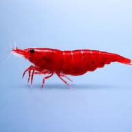 Bloody Mary Cherry Shrimp — Bloody Mary — side profile on a plain background — representative image - view 3