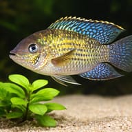 Blue Acara — close view showing fin and scale detail — representative image - view 4