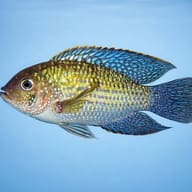 Blue Acara — side profile on a plain background — representative image - view 3