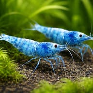 Illustration of two Blue Bolt Taiwan Bee shrimp in a planted aquarium - view 2