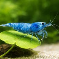 Illustration of Blue Bolt Taiwan Bee shrimp on a green aquarium leaf - view 4