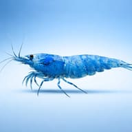 Side-view illustration of a blue and white Taiwan Bee shrimp - view 3