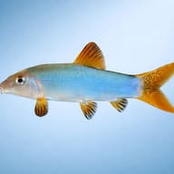 Blue Botia, Orange-Finned L — side profile on a plain background — representative image - view 3